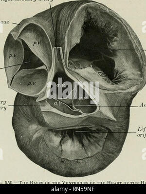 . L'anatomia di animali domestici. Anatomia Veterinaria. La struttura del cuore 627 anteriore, gli altri a destra e sinistra posteriore. Essi sono simili a quelli della pul- monary valvola, ma sono molto più forti. Il bordo libero di ciascuna contiene un nodulo centrale di tessuto fibroso (Nodulus valvulae semilunaris).^ chordae tendinese sono meno numerose ma più grandi di quelle del ventricolo destro. Ci sono due grandi musculi papillares, uno su ciascun lato; esse sono in genere com- cancelletto. Il moderatore bande sono variabili. Comunemente due più grandi (che sono spesso ramificato) si estendono dal musculi papillares al Foto Stock