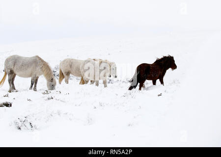 Il paese delle meraviglie invernali nel Parco Nazionale di Dartmoor Foto Stock
