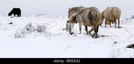 Il paese delle meraviglie invernali nel Parco Nazionale di Dartmoor Foto Stock