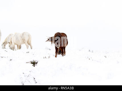 Il paese delle meraviglie invernali nel Parco Nazionale di Dartmoor Foto Stock