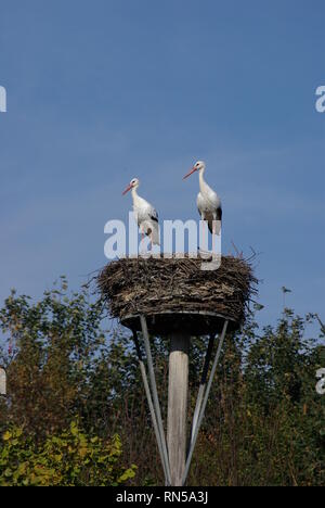 Due cicogne nel proprio nido Foto Stock