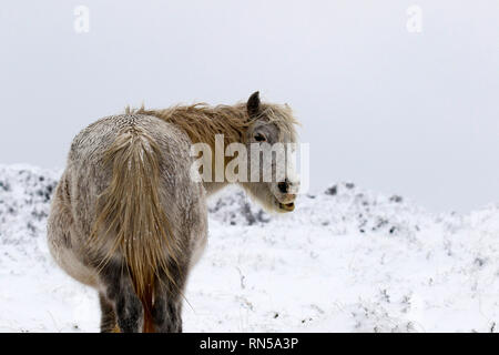 Il paese delle meraviglie invernali nel Parco Nazionale di Dartmoor Foto Stock