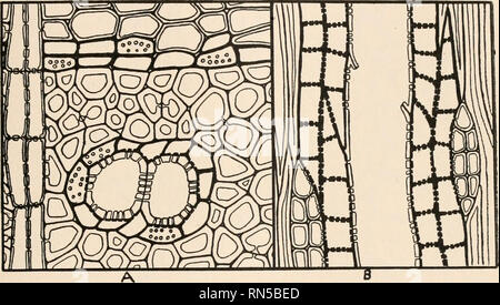 . L'anatomia di piante legnose. Botanica -- anatomia. Tessuti fibro-vascolare: PARENCHIMA 51 dell'anello annuale e intorno alle navi in questo genere. Queste sono solo le situazioni in cui le cellule parenchimatosi sono normalmente presenti negli ordini caratterizzato dal fatto di che cosa può essere convenientemente denominata parenchima vasicentric. In b la vista longitudinale di un vaso con la sua camicia parenchimatosi di parenchima vasicentric (che è, parenchima confinata in prossimità delle navi) è indicato. La distribuzione vasicentric del parenchima è, a parità di altre condizioni, una indicazione di una sistematica avanzata positio Foto Stock