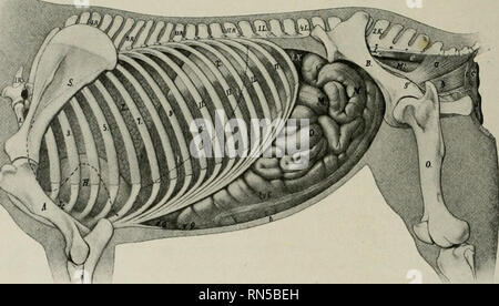 . L'anatomia di animali domestici. Anatomia Veterinaria. 420 SISTEMA DIGESTIVO DEL CAVALLO la prima parte del duodeno strettamente per il fegato e la dorsale destra parte del colon; il resto è un po' meno strettamente attaccato da è alla base dell'intestino cieco e rene destro, i muscoli sublumbar, e (più da vicino) alla parte terminale del grande colon e la prima parte del piccolo colon." La parte mesenterica, o jejuno-ileo, convenzionalmente è stato suddiviso in digiuno e ileo, ma nessun punto distinto esistente a cui effettuare l'demarca- zione. Con l'eccezione dell'ori Foto Stock