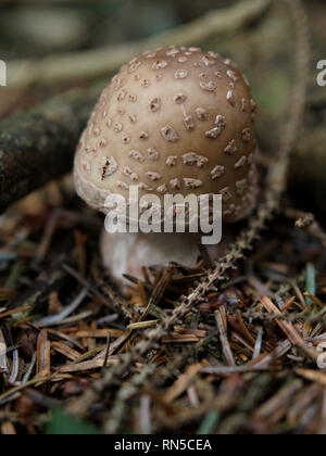 Amanita rubescens blusher, Funghi, Funghi, REGNO UNITO Foto Stock