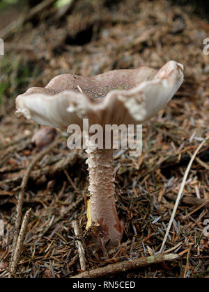 Amanita rubescens blusher, Funghi, Funghi, REGNO UNITO Foto Stock