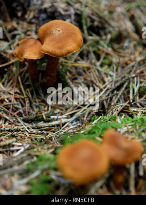 Cortinarius rubellus, letale webcap, funghi, REGNO UNITO Foto Stock