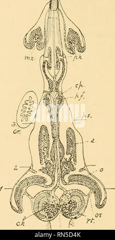 . L'anatomia, la fisiologia e la morfologia e lo sviluppo del colpo- volare (Calliphora erythrocephala), uno studio di anatomia comparata e la morfologia degli insetti; con piastre e le illustrazioni eseguita direttamente dai disegni dell'autore. Blowflies. 78 La larva del blow-FLY. Con riferimento alla Fig. 14, 2, che rappresenta una sezione trasversale attraverso la regione indicata dalla hne 2 in Fig. 13 : cp è il cephalo-banda faringea ; SP, la membrana sospensivo, e la base dell'antenna rudiment. Vi è un ampio seno di sangue tra di loro, in cui l'esofago risiede, in cui fare Foto Stock