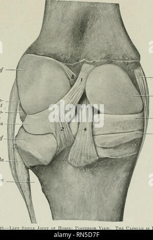 . L'anatomia di animali domestici . Anatomia Veterinaria. Condilo ...
