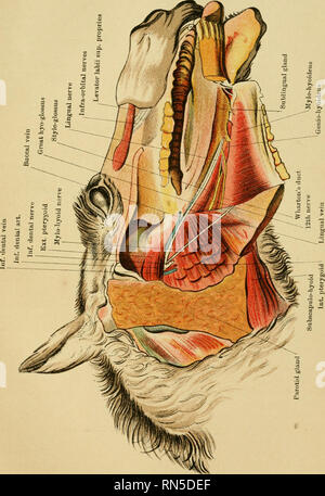 . L'anatomia del cavallo : una guida per dissezione. Cavalli; Cavalli -- anatomia. . Si prega di notare che queste immagini vengono estratte dalla pagina sottoposta a scansione di immagini che possono essere state migliorate digitalmente per la leggibilità - Colorazione e aspetto di queste illustrazioni potrebbero non perfettamente assomigliano al lavoro originale. McFadyean, Giovanni, Sir, 1853-1941. Edinburgh : Johnston Foto Stock