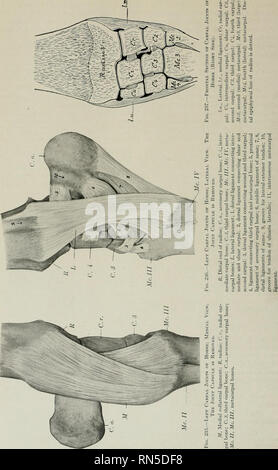 . L'anatomia di animali domestici. Anatomia Veterinaria. 220 delle articolazioni del cavallo. Si prega di notare che queste immagini vengono estratte dalla pagina sottoposta a scansione di immagini che possono essere state migliorate digitalmente per la leggibilità - Colorazione e aspetto di queste illustrazioni potrebbero non perfettamente assomigliano al lavoro originale. Sisson, Septimus, 1865-1924. Philadelphia, Londra, W. B. Saunders Company Foto Stock