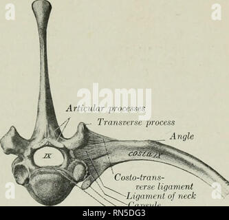 . L'anatomia di animali domestici. Anatomia Veterinaria. Le articolazioni del torace costo-vertebrale articolazioni 215 sulle superfici del giunto sono oblique, provenienti molto vicino alla linea mediana ventralmente, ma separati da un notevole intervallo dorsalmente. Un profilo triangolare grezza zona tagli nella parte mediale di ciascun atlantal superfici articolari. Ci sono due ampie capsule articolari, che talvolta comunicare ventralh-, soprattutto nelle vecchie soggetti. La dorsale atlanto-occipitale di membrana (membrana atlanto-occipitalis dorsalis) si estende dall'arcata dorsale della atlas al margine dorsale della per Foto Stock