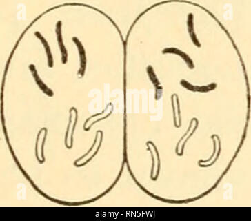 . Biologia animale. Biologia; Zoologia; fisiologia. G Divisione di zigote. Fig. 165. - Schema del piano generale della spermatogenesi e oogenesis in animali. La tetrade formazione non è preso in considerazione. La somatica, o cellule diploidi, numero di cromosomi è assunta essere 8. Maschio, a sinistra; femmina, a destra. A cellule germinali primordiali; B, gli spermatogoni e oogonia, molti dei quali sorgono durante il periodo di moltiplicazione; C, spermatocyte primario e di ovociti, dopo il periodo di crescita, con cromosomi in synapsis; D, spermatocytes secondario e gli oociti; E, spermatidi (che è trasformato in sperma) e Foto Stock