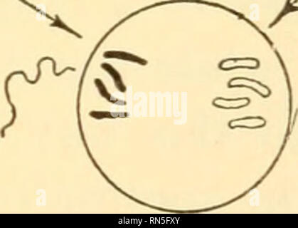 . Biologia animale. Biologia; Zoologia; fisiologia. La continuità della vita cellule germinali primordiali B 245 spermatozoi Gli spermatogoni e oogonia spermatocyte primario e oocita primario D spermatocytes secondario e oociti secondari e spermatidi e uova e polocytes F la fecondazione. Si prega di notare che queste immagini vengono estratte dalla pagina sottoposta a scansione di immagini che possono essere state migliorate digitalmente per la leggibilità - Colorazione e aspetto di queste illustrazioni potrebbero non perfettamente assomigliano al lavoro originale. Woodruff, Lorande perdita, 1879-1947. New York La Macmillan company Foto Stock