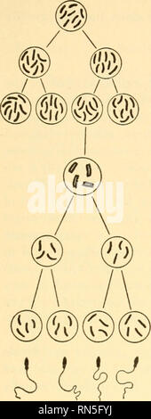 . Biologia animale. Biologia; Zoologia; fisiologia. La continuità della vita cellule germinali primordiali B 245 spermatozoi Gli spermatogoni e oogonia spermatocyte primario e oocita primario D spermatocytes secondario e oociti secondari e spermatidi e uova e polocytes F la fecondazione. Si prega di notare che queste immagini vengono estratte dalla pagina sottoposta a scansione di immagini che possono essere state migliorate digitalmente per la leggibilità - Colorazione e aspetto di queste illustrazioni potrebbero non perfettamente assomigliano al lavoro originale. Woodruff, Lorande perdita, 1879-1947. New York La Macmillan company Foto Stock