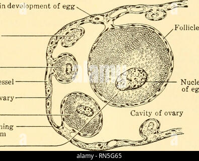 . Biologia animale. Biologia; Zoologia; fisiologia. La continuità della vita 239 hanno raggiunto testicoli o delle ovaie, siamo sulla terra più sicura ed è in grado di tracciare con notevole precisione le loro divisioni e le trasformazioni che danno origine ai gameti: lo sperma e uova. In primo luogo le cellule germinali primordiali procedere a dividere nei testicoli e nelle ovaie in modo che essi producono un grande numero di cellule germinali noto come sperma- togonia e oogonia rispettivamente. (Fig. 165, A, B). Così, per esempio, le ovaie di una femmina adulta di rana oogonia mostra in vari stadi di sviluppo. Le uova della prossima stagione di riproduzione di un Foto Stock