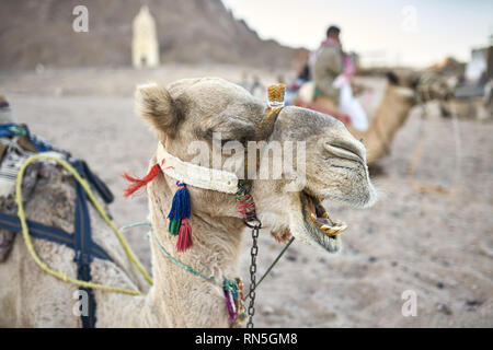 Gruppo di cammelli arabe in appoggio sul terreno all'aperto Foto Stock