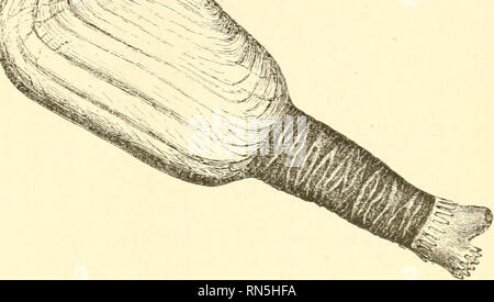 . La creazione animale: un popolare introduzione alla zoologia. Zoologia. CONCHIFEEA. 267 inclusa (allegata), gli animali aventi i margini del mantello, con l'eccezione di una singola apertura per il passaggio del piede, completamente uniti, così come. Fig, 203.-l'sandgapkr. per formare un doppio tubo la cui estremità può essere pro- truded ad una distanza considerevole dalla shell, che si apre più o meno ampiamente per dare ad esso il passaggio. Essi quasi tutti di loro vive sepolto nella sabbia, oppure che il foro nel fango o addirittura in solida roccia. A questa famiglia appartengono il rasoio-gusci (Solen)* si trovano di solito nella sabbia, Foto Stock