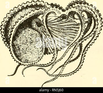 . Biologia animale. Zoologia; biologia. 3/phuncle ella// masc/e a^arrHe Parf/vinto befweer? Camere Fig. 139.-A FEMMINA chambered nautilus. {Da Hertwig e Kingdey, "Manuale gu zoologia," dopo Ludwig e Leunis, per la cortesia di Henry Holt &AMP; Società.) Il guscio è bisecato, ma l'animale non è. passato è stata occupata da parte dell'animale, ma che è stato abbandonato come esso e il guscio sono cresciuti più grandi. La vita degli animali nel vano più esterna. Le partizioni sono concave verso la bocca del guscio. Questi compartimenti sono dichiarati essere riempita di gas che dà la galleggiabilità counterac Foto Stock