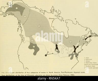 . Ecologia animale. Ecologia animale. 1 g&GT;2 gas andcrso 3 ihirasi 4 america na (intro- duced in Ncwfoundland) 5 Souther 1 limite del Wiscon peccato glaciazione FIG. 23-4 presente distri da distribuzioni a* th inverno, sulle punte di betulla, Aspen, cedro, balsamo di abete, e vari altri arbusti e piccoli alberi decidui (Shelford e Olson 1935). I piccoli mammiferi sono abbondanti. In Michigan settentrionale, le popolazioni delle due specie ciascuno dei topi, scoiattoli e toporagni varia da 6.2 individui per ettaro (2,5/acro) in pino jack a 12,5 (5,0/acro) in abete rosso nero, 16,0 (6,4/acro) in hemlock, 19,5 (7,8/acro) ho Foto Stock