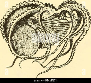 . Biologia animale. Zoologia; biologia. 3/phon 3/phurtcIe ella'// nrasc/e /t^/7//&LT;? Pa/"f/'Ho/7 essere^ivee/7 cha/nbers Fig. 130.-A FEMMINA chambered nautilus. (Da Hertwig e Kingdey, "Manuale di zoologia," dopo Ludwig e Leunis, per la cortesia di Henry Holt &AMP; Società.) Il guscio è bisecato, ma l'animale non è. passato è stata occupata da parte dell'animale, ma che è stato abbandonato come esso e il guscio sono cresciuti più grandi. La vita degli animali nel vano più esterna. Le partizioni sono concave verso la bocca del guscio. Questi compartimenti sono dichiarati essere riempito con gas, che dà b Foto Stock