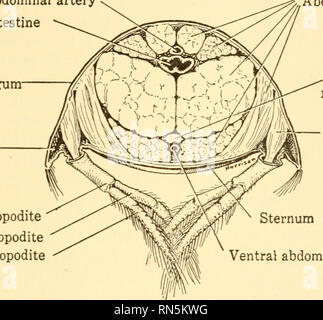 . Biologia animale. Biologia; Zoologia; fisiologia. Il corpo di invertebrati 107 mano nella mano con cambia in funzione, in modo che anche se non vi è alcuna somiglianza tra le ganasce del gambero di fiume e le gambe impiegato per il nuoto, tuttavia uno studio del loro sviluppo mostra al di là di ogni dubbio che essi devono la loro origine alla modifica- zioni di uno di tipo primario. Di conseguenza le varie appendici sono detti essere omologa, indicando una somiglianza fondamentale della struttura basata sulla discesa da una comune forma antecedente. (Figg. 64, 65). D'altro canto, organi di fondamentalmente struttura dissimili, Foto Stock