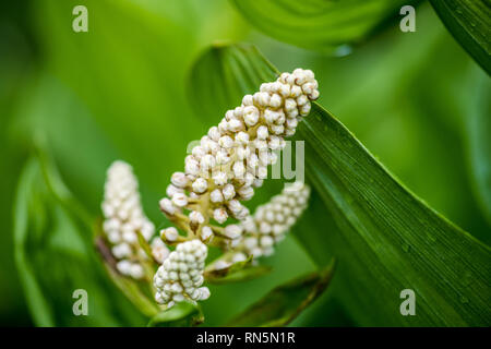 Veratrum stamineum. Sostanze tossiche e pericolose per mangiare. Tsugaike, Hakuba, Nagano, Giappone Foto Stock