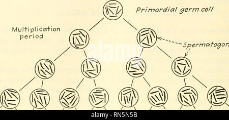 . Biologia animale. Zoologia; biologia. Nessun METAZOA IN GENERALE I cromosomi che sono stati portati insieme a coppie in synapsis, sono nuovamente separate in una di queste divisioni, in tal caso, invece di ciascun cromosoma dividendo, interi cromosomi passano per i poli del mandrino. In tal modo il numero di cromosomi diventa ridotta a metà il numero contenuto nelle cellule germinali primordiali. Questo particolare tipo di divisione cellulare Primorolial cellula germinale Multiplica+periodo di ioni. - Gli spermatogoni r- r^ /^^ / ^, ' r&GT; n L- •^- ' e così via per un molto famenumber di divisioni cellulari a^M qualsiasi crescita spermatogonium per Foto Stock
