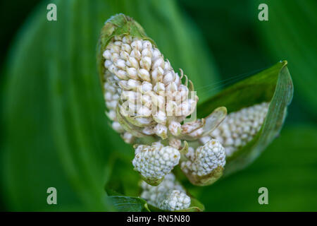 Veratrum stamineum. Sostanze tossiche e pericolose per mangiare. Tsugaike, Hakuba, Nagano, Giappone Foto Stock