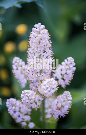 Veratrum stamineum. Sostanze tossiche e pericolose per mangiare. Tsugaike, Hakuba, Nagano, Giappone Foto Stock