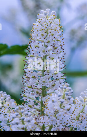 Veratrum stamineum. Sostanze tossiche e pericolose per mangiare. Tsugaike, Hakuba, Nagano, Giappone Foto Stock