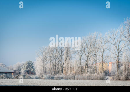 Fila di alberi in inverno il congelamento giornata con cielo blu, fotografia di paesaggi Foto Stock