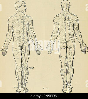 . Anatomia, descrittivo e applicata. Anatomia. 1016 il nervo 8YS2EM divisioni primario dei nervi spinali sono abbastanza separate le une dalle altre e sono uniformi nella loro distribuzione; ma nella colonna cervicale e lombare e sacrale essi formano intricate plessi precedente per la loro distribuzione. La parte anteriore delle divisioni primario di taluni toracica e lombare e nervi sacrale emanano un delicato col- sempre lezione di filamenti del nervo al cavo del simpatico. Questi sono chiamati il bianco communicantes rami o diramazioni viscerale dei nervi spinali. Posteriore o dorsale divisioni primario dei nervi spinali.-^T Foto Stock