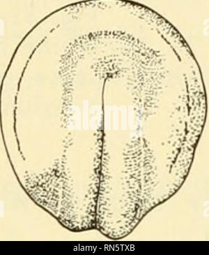 . La crescita degli animali e lo sviluppo. Embriologia; crescita; biologia; crescita; embriologia; Animali -- la crescita &AMP; sviluppo. . Si prega di notare che queste immagini vengono estratte dalla pagina sottoposta a scansione di immagini che possono essere state migliorate digitalmente per la leggibilità - Colorazione e aspetto di queste illustrazioni potrebbero non perfettamente assomigliano al lavoro originale. Sussman, Maurice. Englewood Cliffs, N. J. , Prentice-Hall Foto Stock