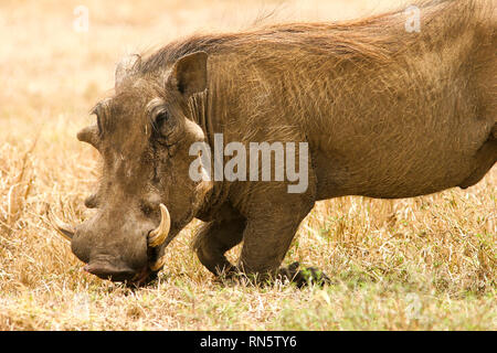 Immagine di un warthog, Phacochoerus africanus, inginocchiato per mangiare Foto Stock