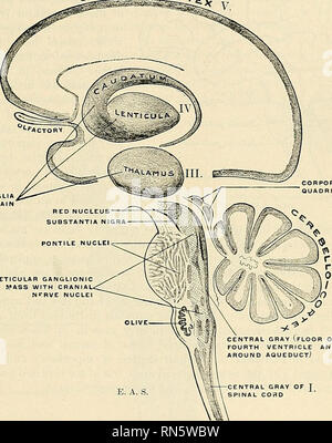 . Anatomia, descrittivo e applicata. Anatomia. Il cervello o ENCEPIIALON 859 dei centri minori, come il modo in cui motore di risposte alle impressioni esterne; tali reazioni possono essere immediata o ritardata secondo l'esercizio della forza di volontà che risiedono nella corteccia cerebrale. Questo comando dalla si è intensificata la maggiore saliamo la scala degli animali; il tratto piramidale che proviene nella corteccia cerebrale e thread e il suo modo di essere il motore di centri di piastrella il midollo spinale senza interruzione lungo l'asse del cervello, è meglio sviluppata nell'uomo che in qualsiasi altro animale. In corso di evoluzione la lo Foto Stock