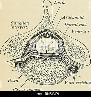 . Anatomia, descrittivo e applicata. Anatomia. 846 IL SISTEMA NERVOSO Arachnoid radice dorsale radice ventrale. Fig. 618.-La sezione trasversale del cavo di th e le relative membrane. (Spinale Gegenbg r.) Struttura.-La pia della cordicella è meno vascular nella struttura, ma più spesso e più densi rispetto alla pia del cervello, con cui esso è continuo. Esso è costituito da due strati; un anello esterno e che assomiglia alla arachnoid, composta da fasci di tessuto connettivo fibre disposte per la maggior parte longi- tudinally; ed una interna (intima pia), costituito da rigide fasci circolare dello stesso tessuto che presenti particolari curvature angolari Foto Stock