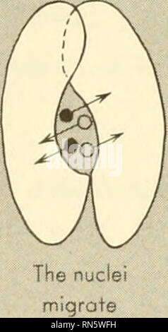 . La crescita degli animali e lo sviluppo. Embriologia; crescita; biologia; crescita; embriologia; Animali -- la crescita &AMP; sviluppo. subiscono meiosi:. Si prega di notare che queste immagini vengono estratte dalla pagina sottoposta a scansione di immagini che possono essere state migliorate digitalmente per la leggibilità - Colorazione e aspetto di queste illustrazioni potrebbero non perfettamente assomigliano al lavoro originale. Sussman, Maurice. Englewood Cliffs, N. J. , Prentice-Hall Foto Stock