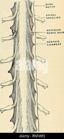 . Anatomia, descrittivo e applicata. Anatomia. Fig. Clo.-Il midollo spinale e le relative membrane. Fig file-ihe dentato legamento. La dura è stata aperta e rivolta all'indietro. La superficie ventrale è visto. (Hirscbfeld.) legamento comune, soprattutto in prossimità della estremità inferiore del canale spinale, da materiali fibrosi scivola e si estende al di sotto per quanto riguarda il secondo o il terzo pezzo del sacro, dove la sua cavità termina e, ensheathing il filum terminale, costituisce il fllum durae matris spinalis (Fig. 598), e poi scende verso il dorso della coccyx, per fondersi con il periosteo. Questa parte della dura è chiamato coccygeal Foto Stock