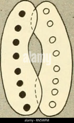 . La crescita degli animali e lo sviluppo. Embriologia; crescita; biologia; crescita; embriologia; Animali -- la crescita &AMP; sviluppo. subiscono meiosi:. Si prega di notare che queste immagini vengono estratte dalla pagina sottoposta a scansione di immagini che possono essere state migliorate digitalmente per la leggibilità - Colorazione e aspetto di queste illustrazioni potrebbero non perfettamente assomigliano al lavoro originale. Sussman, Maurice. Englewood Cliffs, N. J. , Prentice-Hall Foto Stock