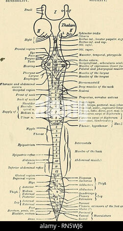 . Anatomia, descrittivo e applicata. Anatomia. Il midollo spinale 827 o funiculi. La colonna dorsale occupa la zona compresa tra la faccia dorsale del setto e la scanalatura e la linea di attacco della dorsale le radici nervose; questa colonna a sua volta è generalmente suddiviso in colonna di GoU {funiculus gracilis) e la colonna di Burdach {funiculus cuneatus) dall'dorsoparamedian poco profonda scanalatura e o-lia setto di cui sopra. La colonna ventrale {funimdus axterinr) occupa la zona tra la fessura ventrale e le regioni ultraperiferiche fascicoli del ventrale radici nervose-in modo arbitrario una linea di confine. Il co laterale Foto Stock