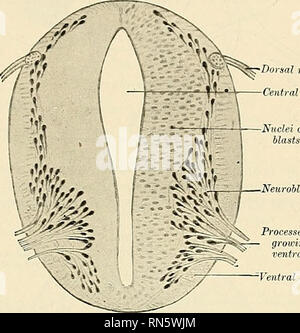 . Anatomia, descrittivo e applicata. Anatomia. Il midollo spinale 825 ifilum filum terminale) .-la delicata filettatura terminale chiamato filum, contin- uous con l'estremità rastremata del conus, è di circa 24 cm. (10 pollici) in lunghezza. Per quanto riguarda il livello della seconda sacrale del segmento vertebrale è racchiuso, insieme con la cauda equina, nella guaina rastremata della dura. Entro il sacco durale è chiamato filum internum, in antitesi alle filum externum, che è un processo di attenuazione del tessuto connettivo e glia strettamente tessuto investito da un prolonga- zione della dura, che infine si attacca Foto Stock