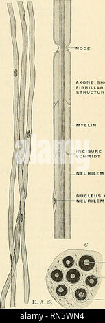 . Anatomia, descrittivo e applicata. Anatomia. Il midollo spinale e cerebrale 811 filiali al più presto dopo la sua tlqwrture dalla cella; tali axoncs ai- chiamato dendraxones. La axones ed i collaterals fine nel terminale arborizations, tlu' telodendria. Il axone è il distriljulive o emissivo (cellulifugal) conduttore del nervo im|)ulses. Vi è dunque una opposizione funzionale attribuibili alle due estremità del neurone, basata sulla sua dinamica di polarità e su di un principio fisiologico che viene stabilito da tutti di- zioni a cui il sistema nervoso è presentata, vale a dire che il nerve impuls Foto Stock