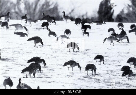 . Danni animale programma di controllo evidenzia, 1996. Danni animale programma di controllo (brevetto statunitense n. S. ); Wildlife parassiti; parassiti agricoli. Protezione della proprietà ADC e il servizio forestale sono cooperanti in una vasta zona umida del piano di gestione per il Delta National Forest in Mississippi. Questa foresta contiene uno dei più significativi parte inferiore degli ecosistemi di legno duro negli Stati Uniti. La qualità delle acque e la distribuzione nella foresta sono influenzati da beaver attività. Un eccessivo inondazioni causate da beaver dams uccide gli alberi su tra 250 e 500 acri ogni anno. Perdite di legname da soli sono stimati a $750.000 Foto Stock