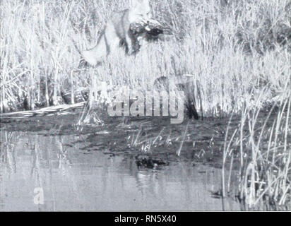 . Danni animale programma di controllo evidenzia, 1996. Danni animale programma di controllo (brevetto statunitense n. S. ); Wildlife parassiti; parassiti agricoli. ADC ha continuato a monitorare la crescita del pellicano bianco le popolazioni e i danni conseguenti gli uccelli cause di acquacoltura nel sud-est. Durante i mesi estivi, ADC biologi catturato, nastrati, e radio-acciuffato più di mille pellicani sulla loro nidificazione in North Dakota. I pellicani' movimenti e modelli di migrazione sono ora controllati. Durante l'anno, in collaborazione con FWS e il Montana Department of Fish, Wildlife e parchi, ADC rimosso i coyote f Foto Stock