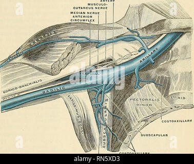 . Anatomia, descrittivo e applicata. Anatomia. Le vene profonde dell'estremità superiore 733 una espansione del aponeurosis del muscolo Subclavius giace sopra la vena (Fig. 512). La vena succlavia di tanto in tanto sorge nel collo di un livello con la terza parte della arteria succlavia, e in due casi si è visto che passa con questa nave dietro il Scalenus anticus. Solitamente è dotato di una coppia di valvole di circa un pollice dalla sua terminazione. 0^. Fig. 511.-l'COSTOAXILLARY lungo i toracica del diritto ascella, visto dalla parte anteriore. (Spalteholz.). Si prega di notare che queste immagini sono estratto Foto Stock