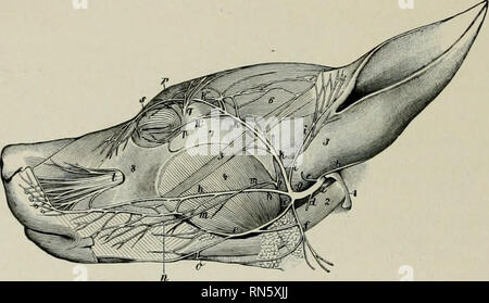 . L'anatomia di animali domestici. Anatomia Veterinaria. 852 il sistema nervoso del cane per la arteria carotide comune. I due nervi separare dopo aver immesso il torace (Figg. 613, 614). Il diritto vagus attraversa obliquamente sopra la faccia di destra della trachea e divide una breve distanza dietro la biforcazione di quest'ultima nella dorsale e ventrale di rami. Sinistra vagus attraversa la superficie laterale dell'arco aortico e divide allo stesso modo. Dall'unione della dorsale e ventrale di divisioni dei due nervi sono formate dorsale e ventrale trunk esofagea. La dorsale tnink concorda con b Foto Stock