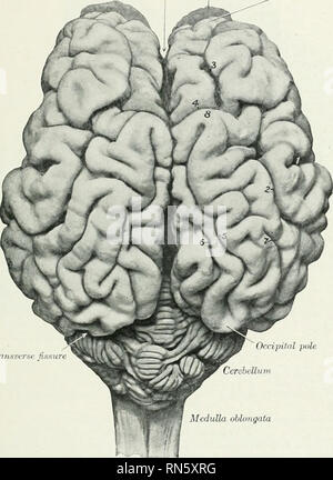 . L'anatomia di animali domestici. Anatomia Veterinaria. Il sistema nervoso DEL BUE 835 Il pons è minore, sia trasversalmente che longitudinalmente, rispetto a quella del cavallo. È stronglj' convessa e presenta una spiccata depressione centrale. Il cervelletto è più piccola e più angolare in forma rispetto al cavallo. Il vermis è larjic e ha una distinta della depressione sulla sua faccia anteriore per i corpora posteriore ciuadrigemina. Le semisfere sono relativamente piccole e non sono chiaramente suddiviso in tabulazioni. La sezione anteriore peduncoli sono molto brevi. Il peduncolo cerebrale sono brevi. Una piccola eminenza nel Foto Stock