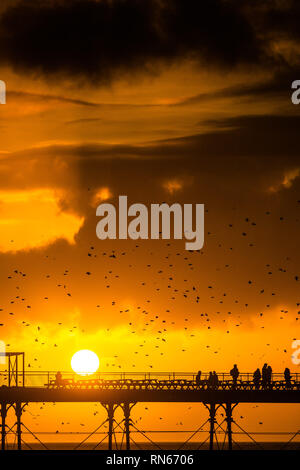 Aberystwyth, UK. Xvii Feb, 2019. Regno Unito Meteo. Come il sole tramonta drasticamente nel corso Cardigan Bay alla fine di un altro giorno di caldo clima soleggiato, persone in piedi alla fine del molo a Aberystwyth sono circondati da alcune decine di migliaia di storni che posatoio per la notte della foresta di ghisa gambe sotto Aberystwyth vittoriana molo sul mare.La west coast città è una delle poche aree urbane posatoi nel paese e attira gente da tutto il Regno Unito per testimoniare la spettacolare nightly visualizza tra ottobre e marzo. Credito: keith morris/Alamy Live News Foto Stock