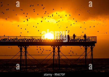 Aberystwyth, UK. Xvii Feb, 2019. Regno Unito Meteo. Come il sole tramonta drasticamente nel corso Cardigan Bay alla fine di un altro giorno di caldo clima soleggiato, persone in piedi alla fine del molo a Aberystwyth sono circondati da alcune decine di migliaia di storni che posatoio per la notte della foresta di ghisa gambe sotto Aberystwyth vittoriana molo sul mare.La west coast città è una delle poche aree urbane posatoi nel paese e attira gente da tutto il Regno Unito per testimoniare la spettacolare nightly visualizza tra ottobre e marzo. Credito: keith morris/Alamy Live News Foto Stock